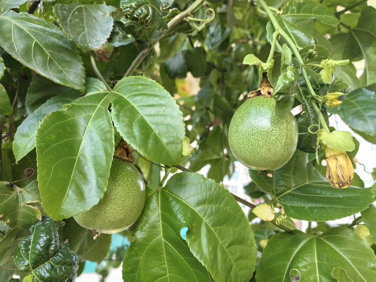 生长中的百香果