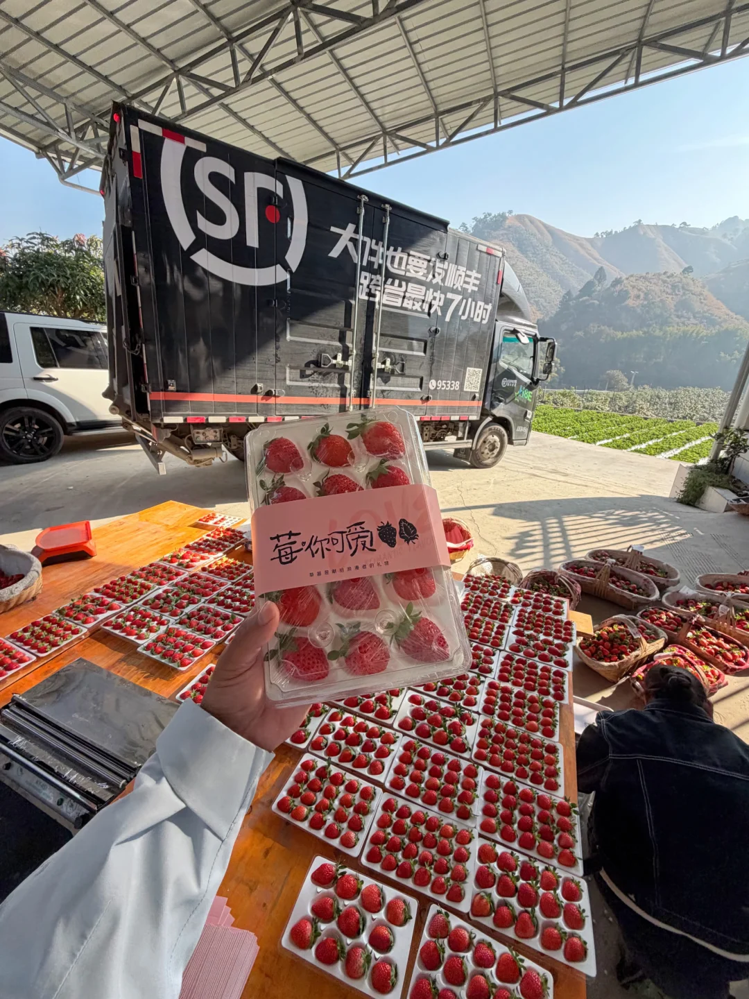 顺丰车直接开到地里，真正的做到现摘现发！