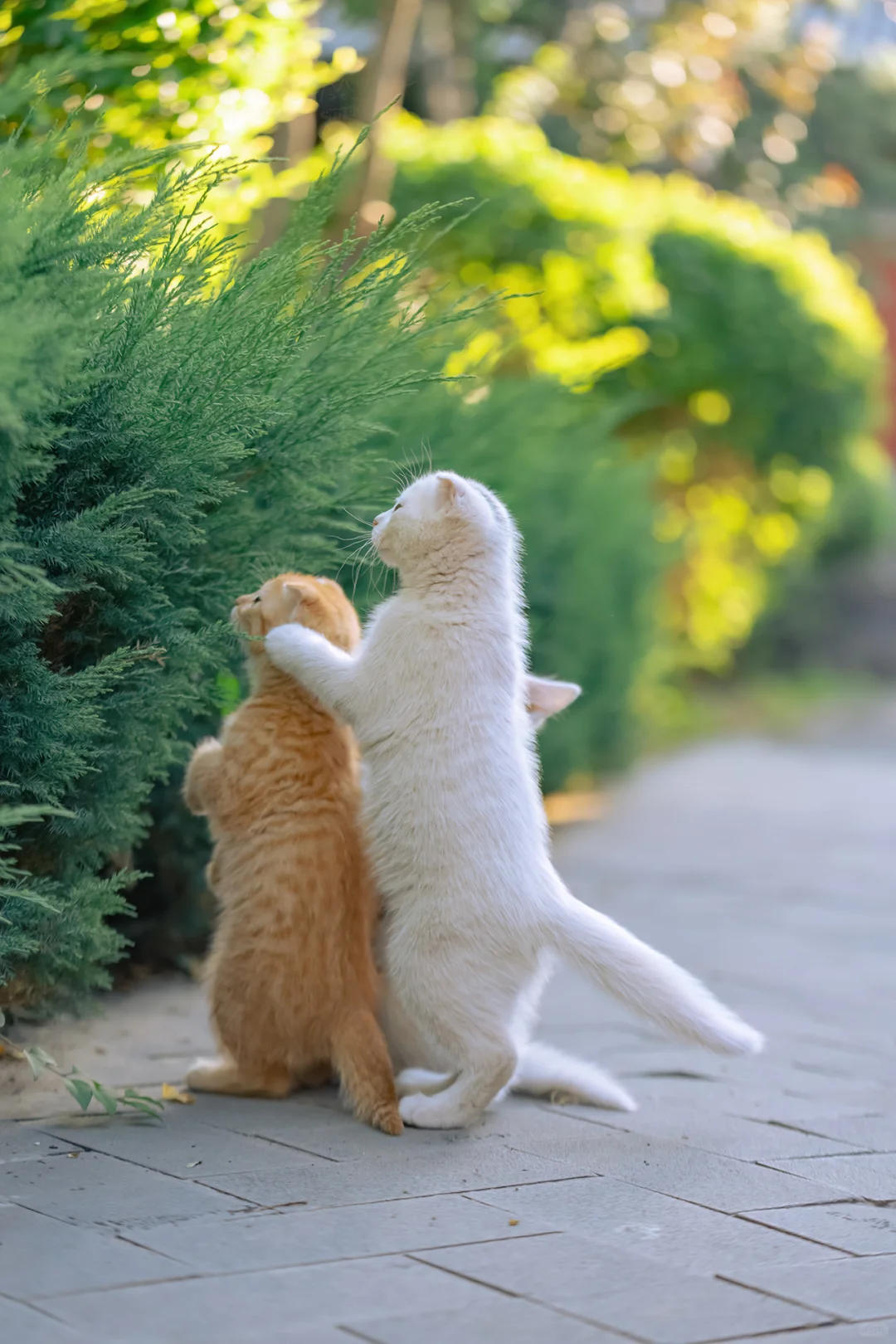 山西古寺里，遇见了看热闹的猫