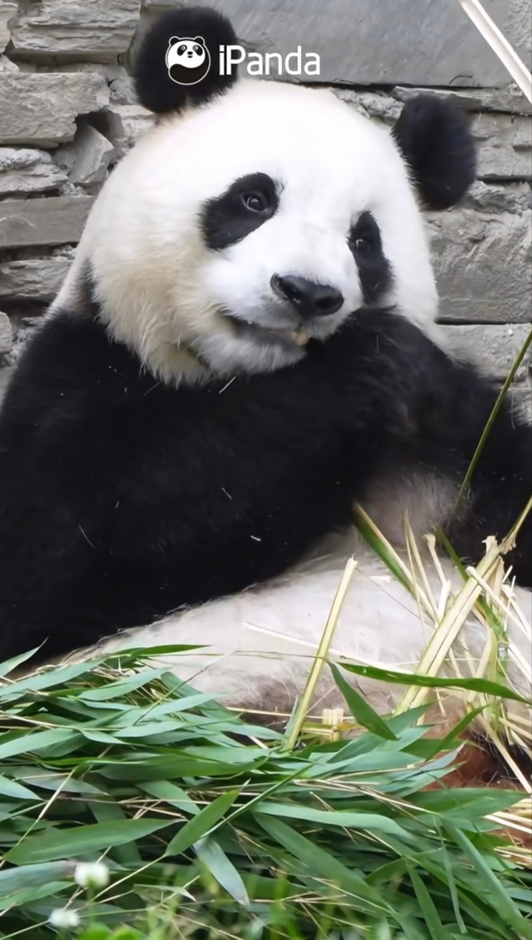 岁月静好的可爱～大熊猫福宝 