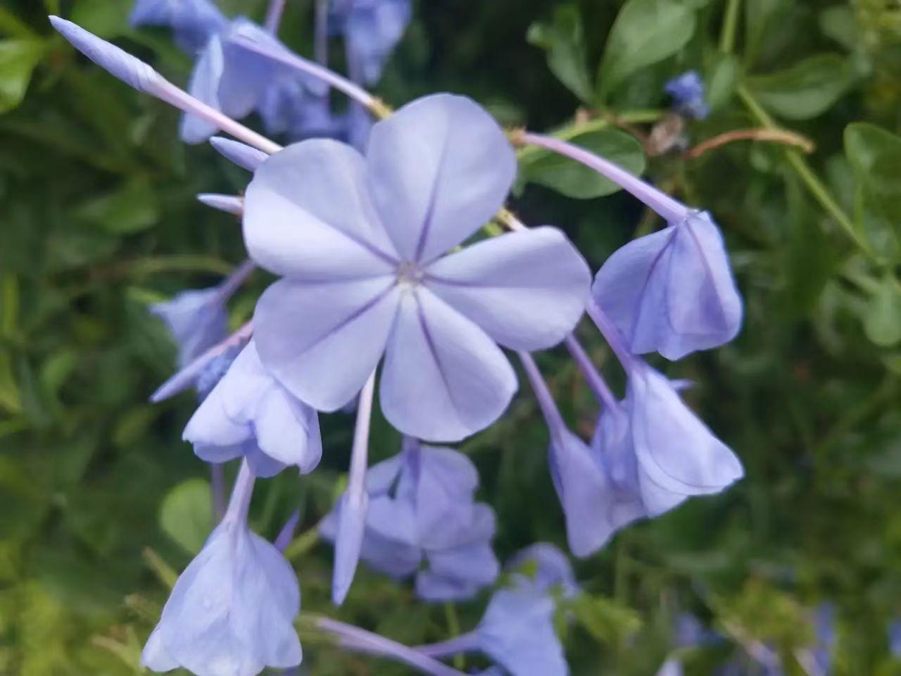 春天，是人间的布洛芬。
走到户外，春风拂面，花开娇艳，心花怒放是清欢……[赞][