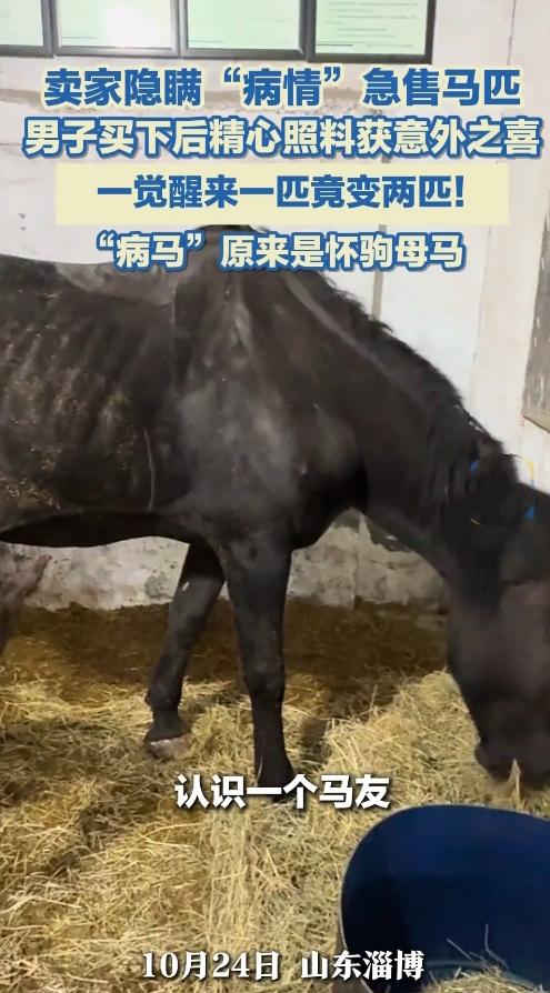 山东刘大哥买“病马”捡着宝！隔天马厩多只小马，卖家拍腿悔哭！
 
淄博刘大哥花白