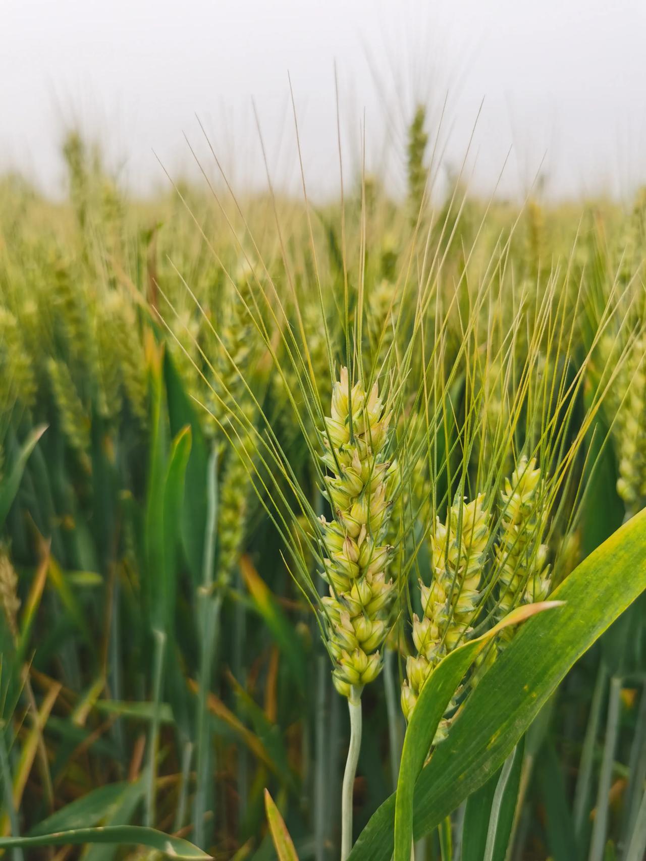这次的中东“冲突”，应该给全世界一个教训了：粮食不应该做为分工级“商品”，自己一