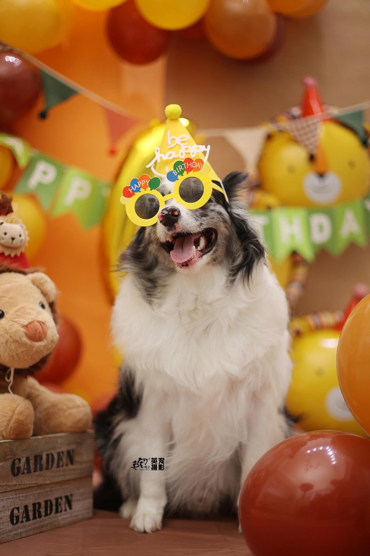 小狗生日真的这么重要么
当然
每一天都特别重要！
【上海拍摄】