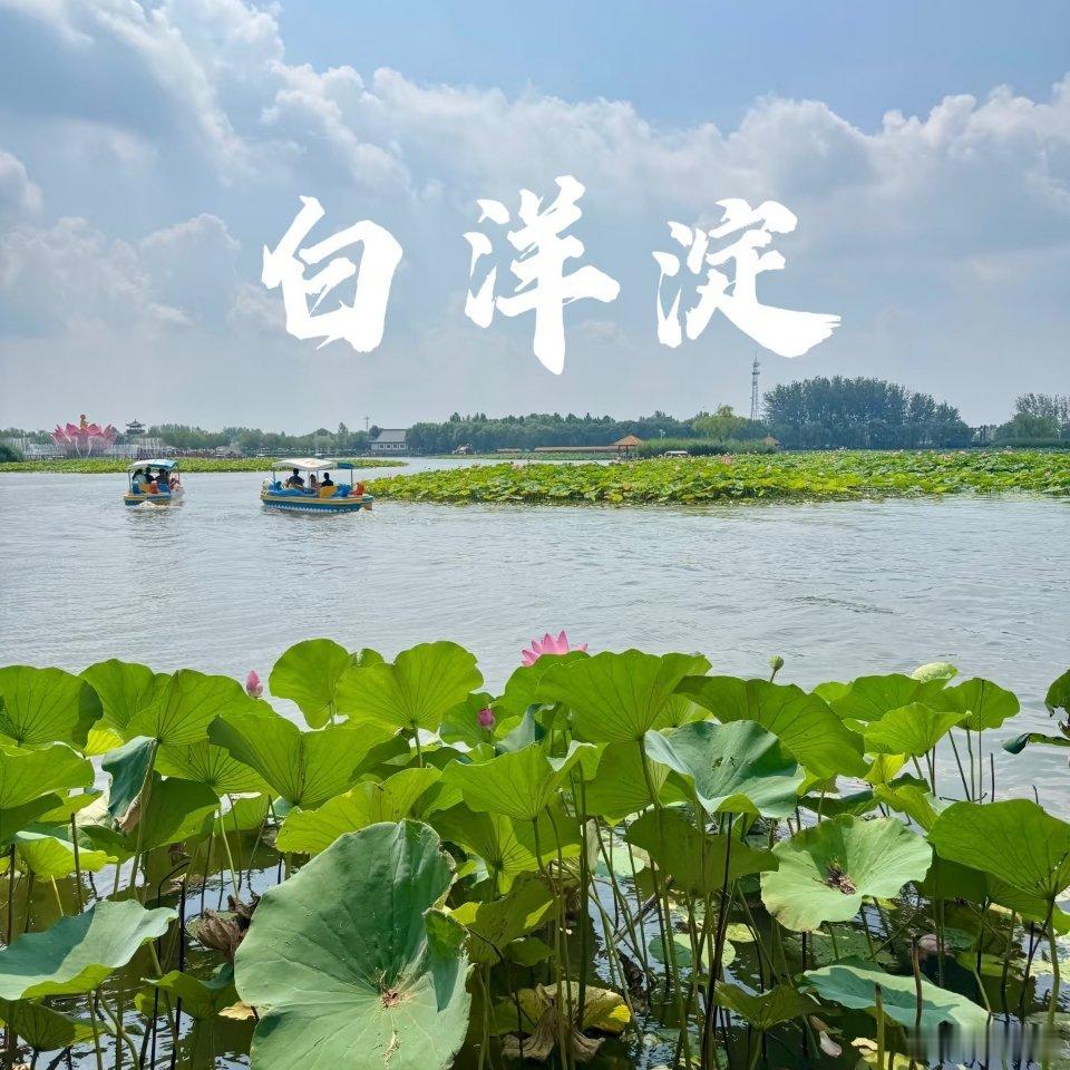 雄安生态向好白洋淀鸟增90种鱼翻倍一辈子一定要去一趟白洋淀不只为打卡奔赴白洋淀，