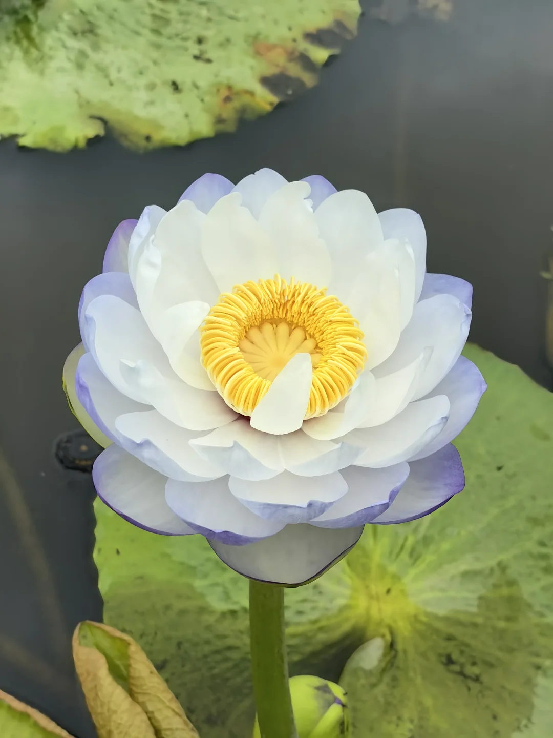 宝莲灯睡莲 澳洲睡莲