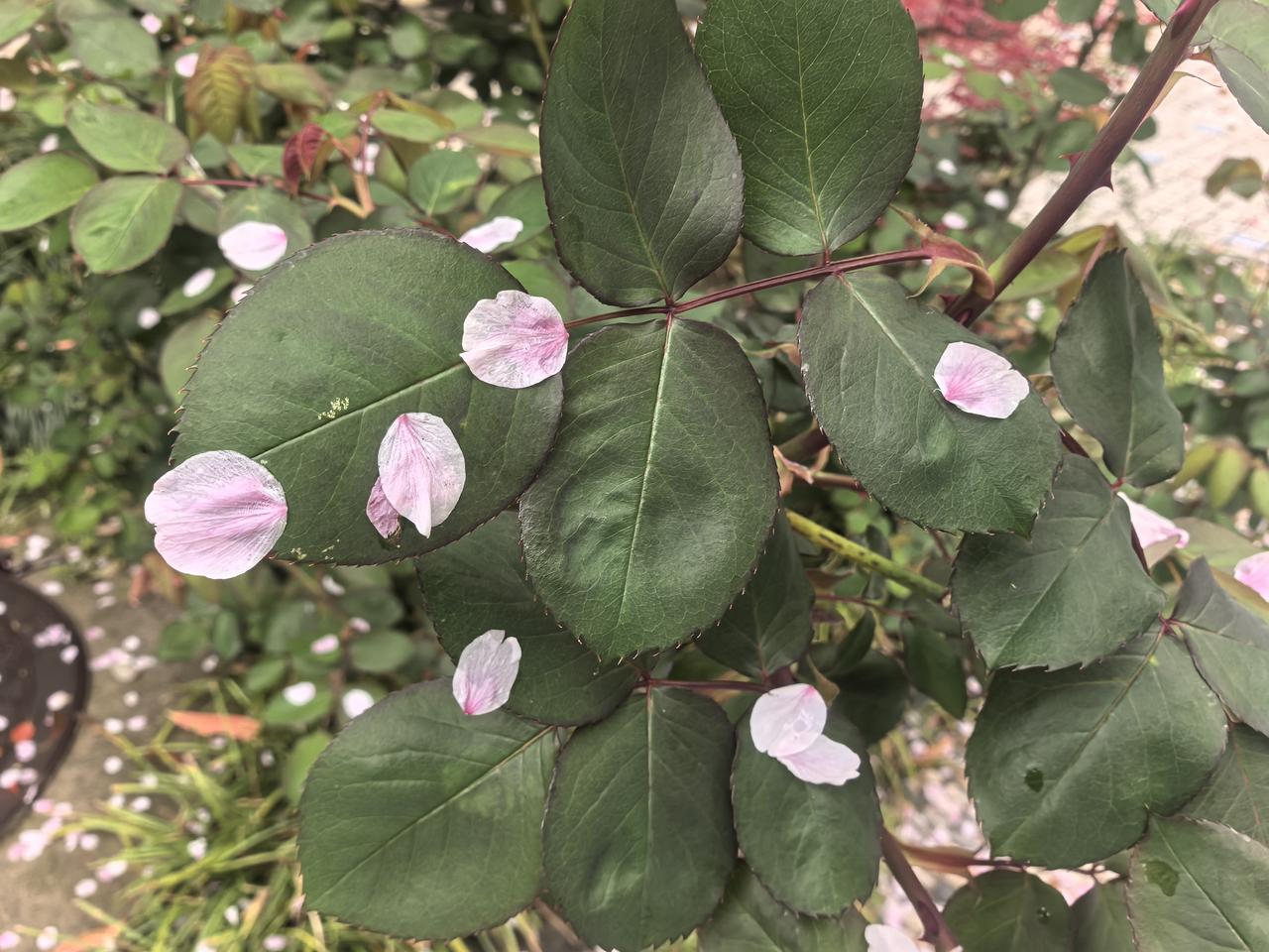 月季叶上海棠花瓣落
 
暮春的风总带着几分温柔的薄情，掠过庭院时，便惹得一地缤纷