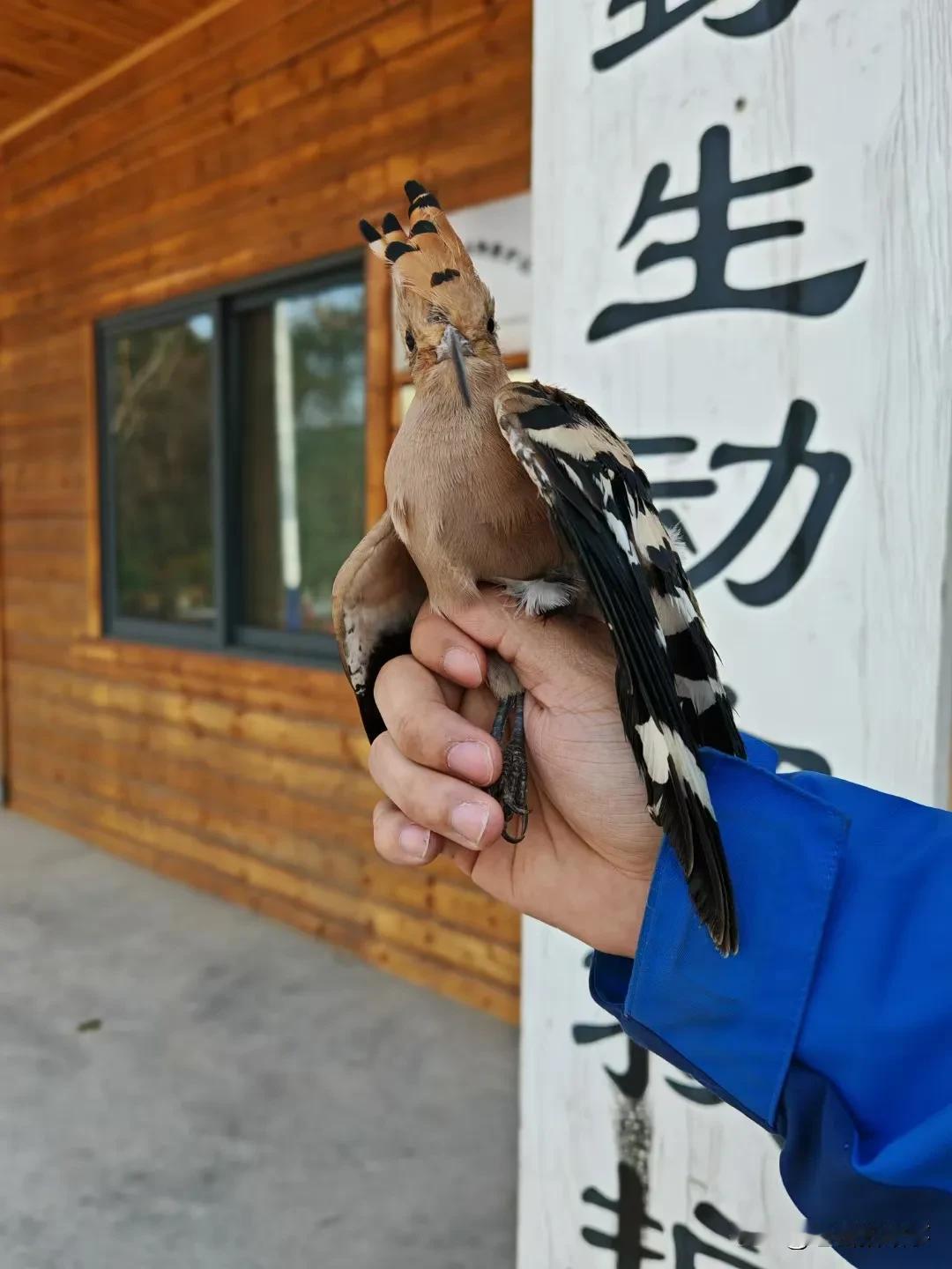 日行一善:
郑州市野生动物救护站工作人员前往郑州市郑东新区黄河南路与商鼎路附近瑞