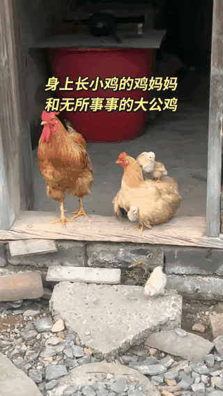 看完这个视频，突然就懂了同龄男女，男人为啥比女人显年轻。
你看这个视频里，同岁的