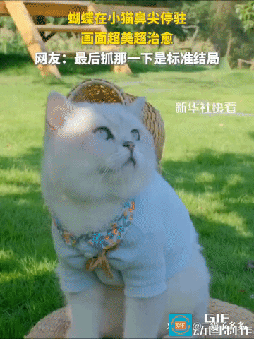 “彻底解释不清了！”主人带着猫咪出门游玩，慢慢坐在树荫下。这时从远处飞来一只蝴蝶
