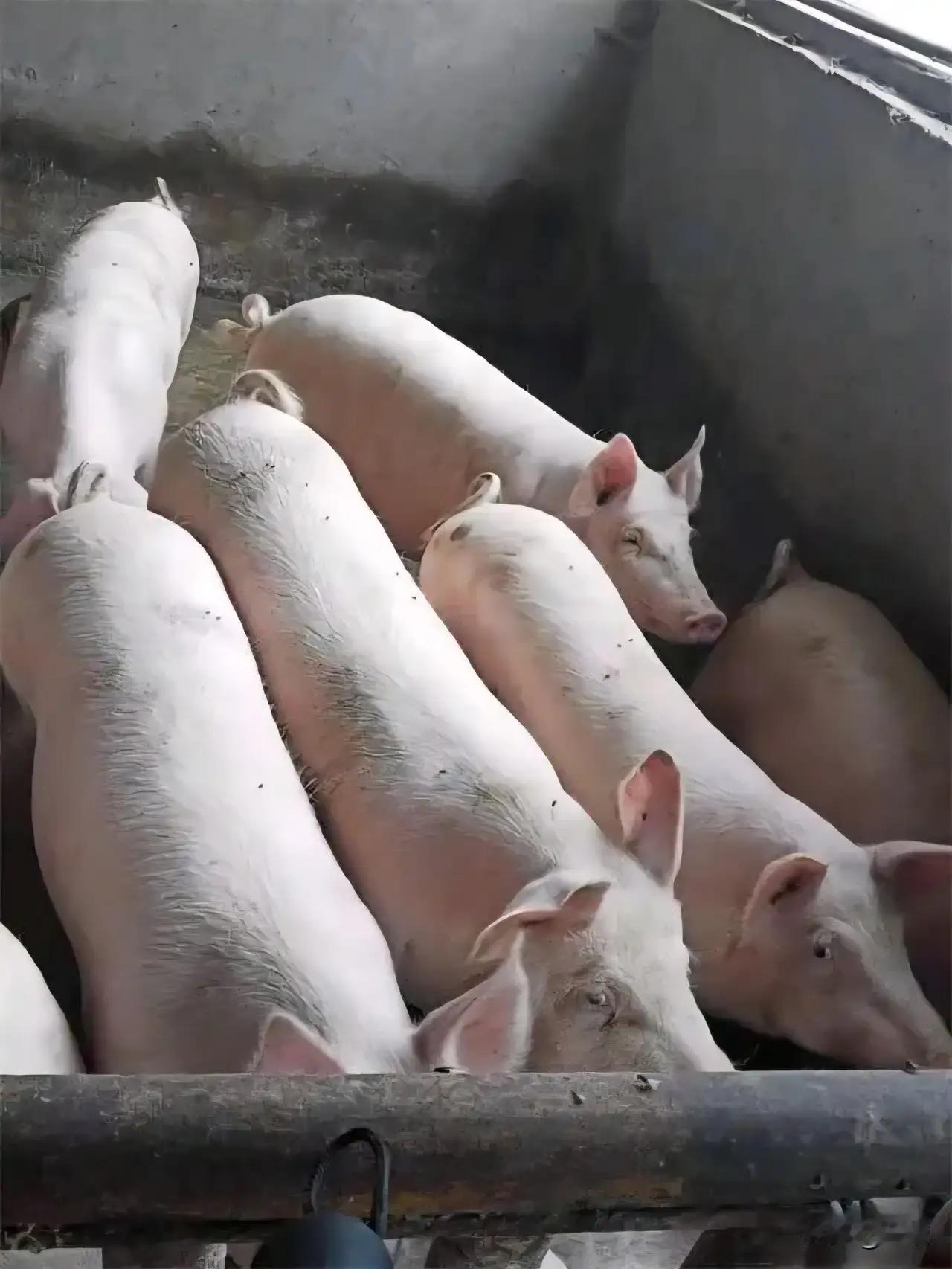 猪肉的价格非常有规律性，隔一段时间就会猛然上涨，然后不久就会快速下跌。想想前两年