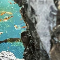 种植  微公益 牛油果的种植方法：一、环境要求· 温度：年均温20-25℃，最冷