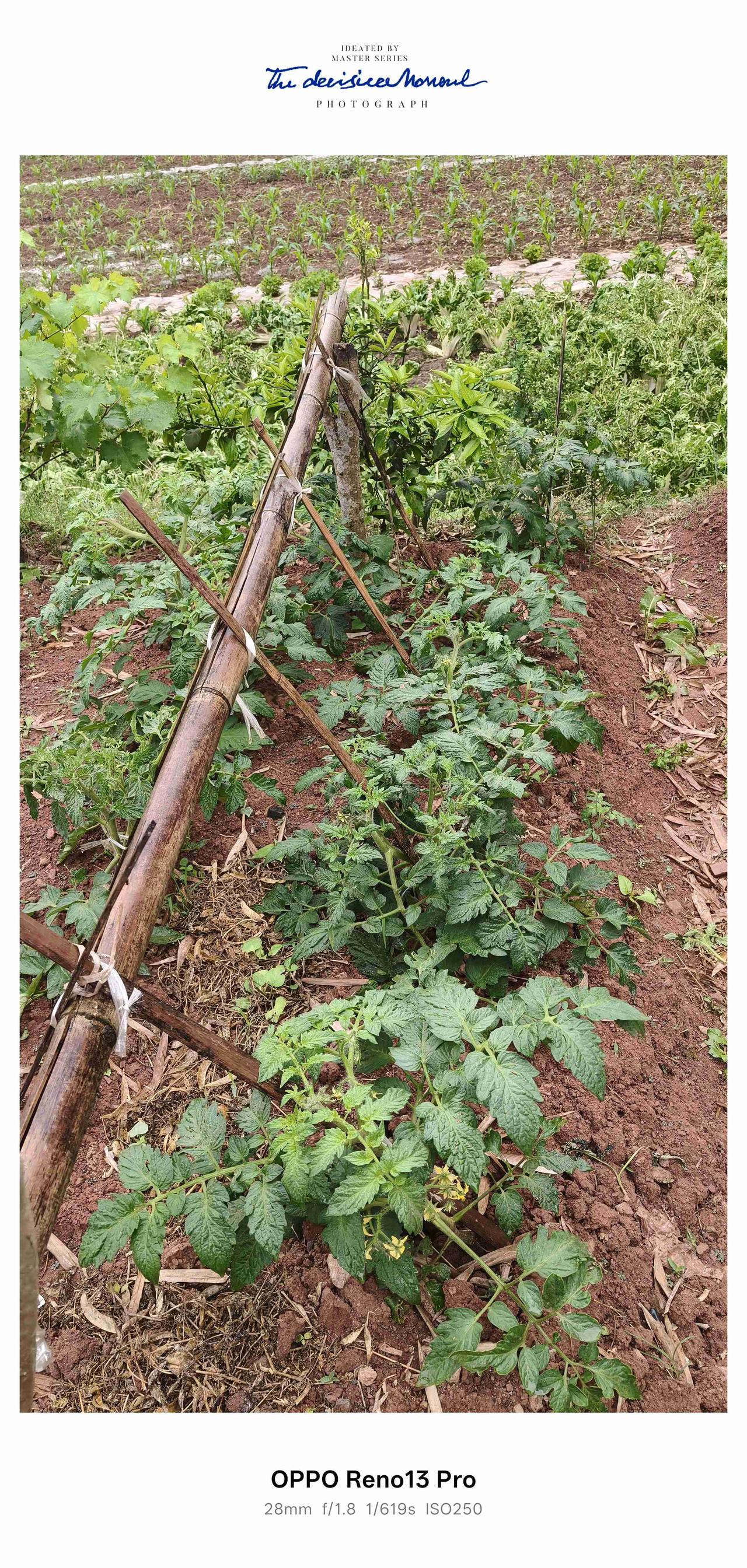 我的今日状态：😁轻松愉快
我这里的天气：🌧下雨
资阳乡下菜园子，搭起番茄架盼