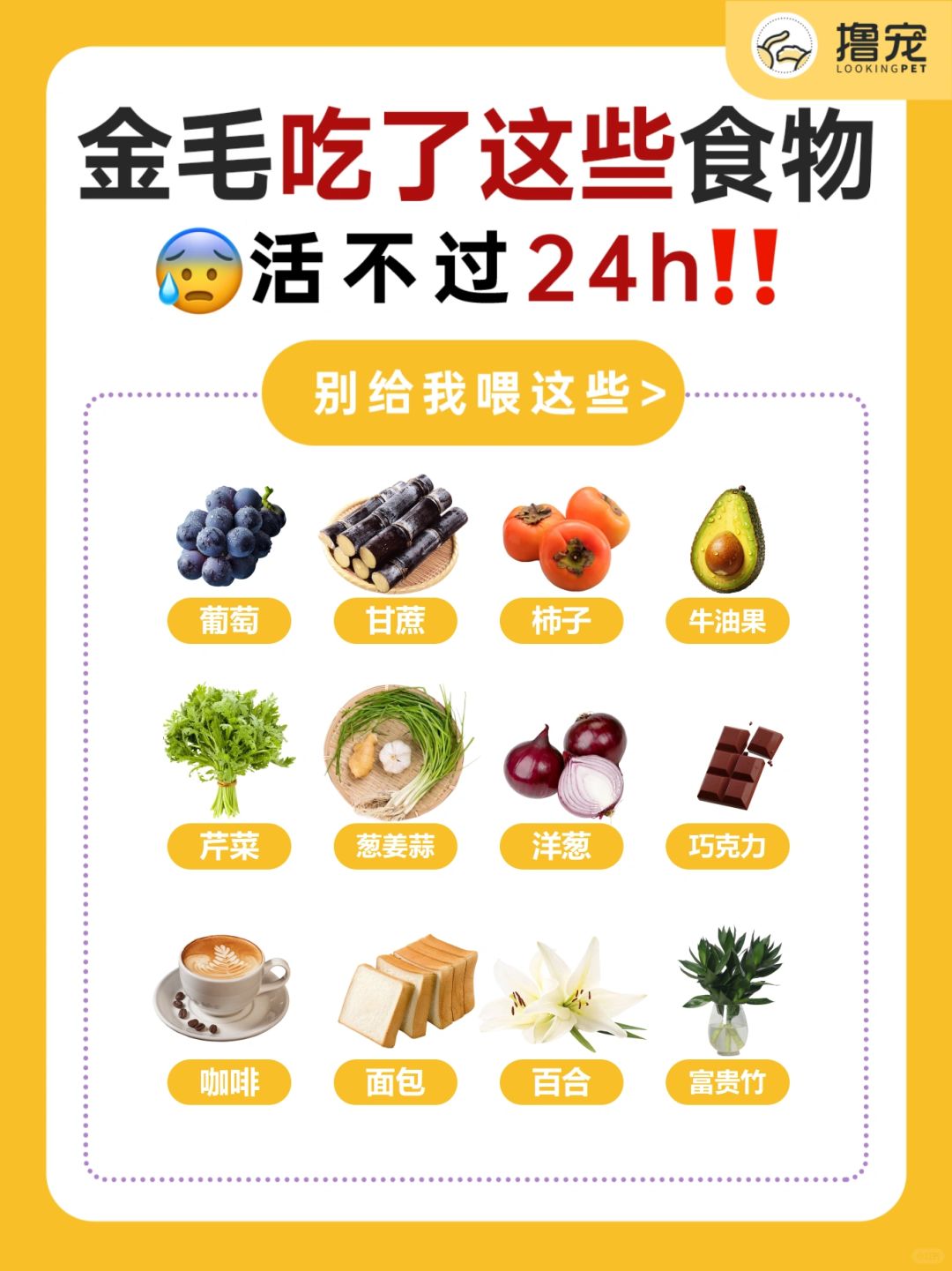 这几种食物金毛不能碰‼️快替你的狗狗🐎住