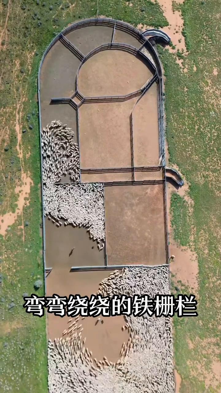 有人问这么大一群羊为什么不直接赶进一个大围栏里，反而要修出一圈又一圈弯弯绕绕的铁