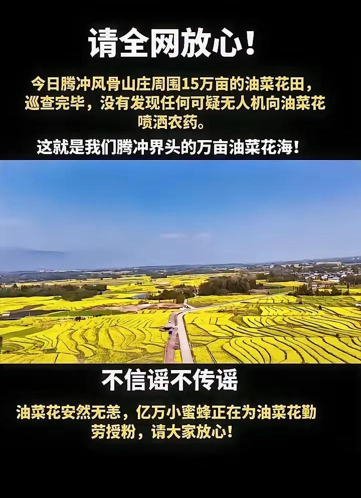 腾冲风骨山庄那15万亩油菜花田，现在可安然无恙啦！经过仔细巡查后确认，根本没有无