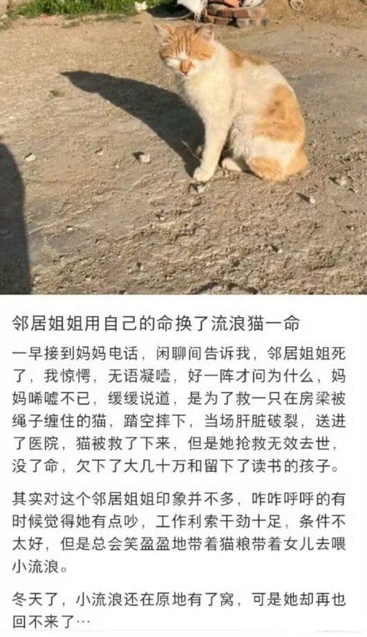邻居家姐姐用自己的命换了流浪猫一命 