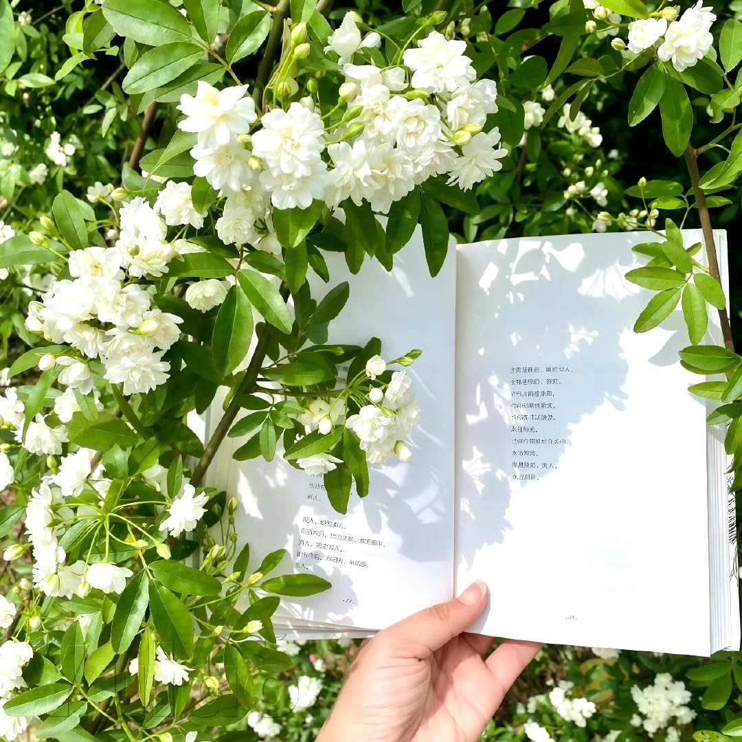 𝙒𝙚𝘾𝙝𝙖𝙩头像｜聊天背景图｜绿色系｜𝐒𝐡𝐚𝐫𝐞｜夏日壁纸