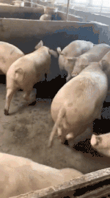 这表情似乎有点不对