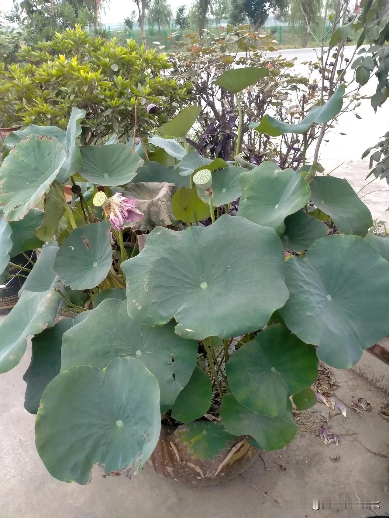 “男闺蜜”这三个字就不讨喜欢，好似绿头苍蝇一般，令人心里很是别扭，但凡男人都不会