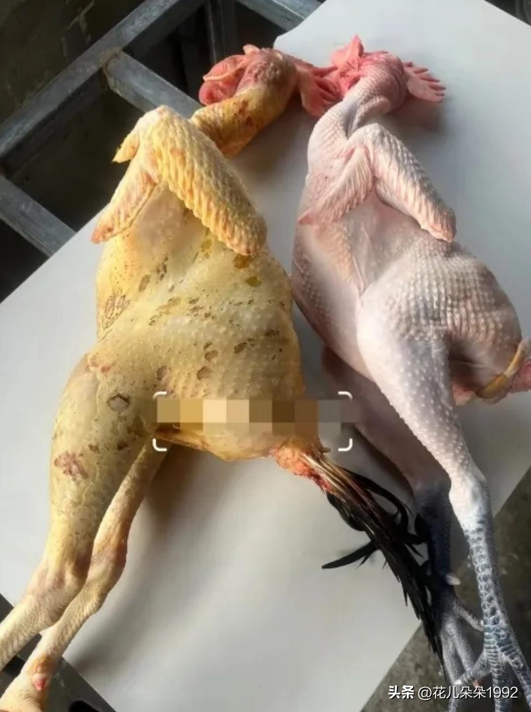 你经常买菜吗？知道哪一只鸡是土鸡吗？我认为左边的是土鸡。