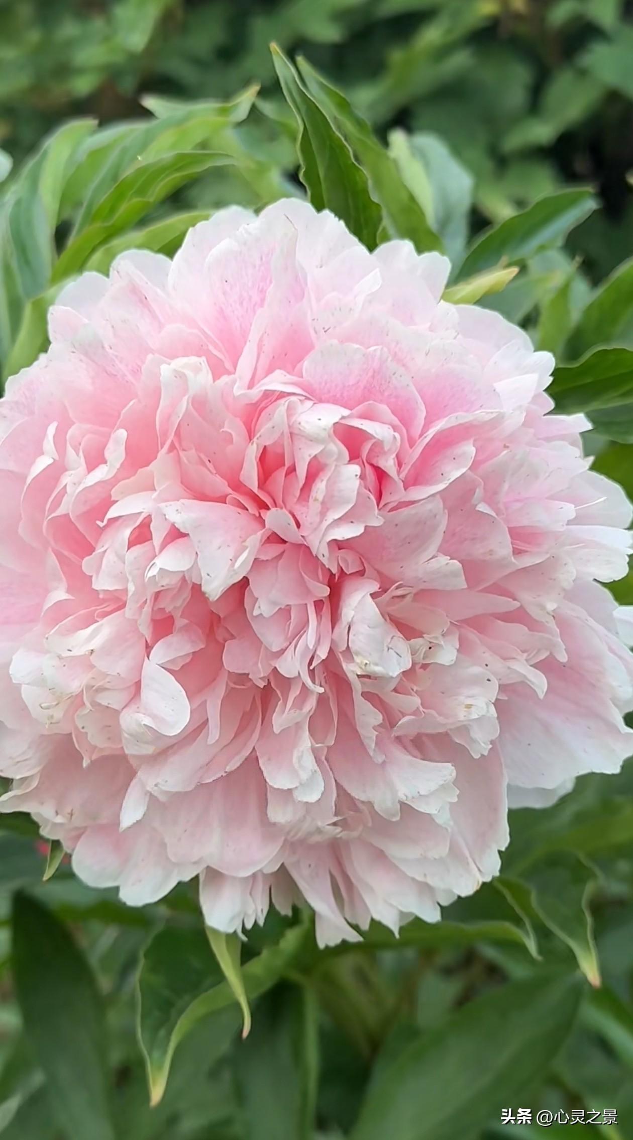 层层叠叠的粉牡丹温柔舒展，浅粉素雅柔和，深玫明艳大气，蓬松饱满的花瓣在绿叶衬托下