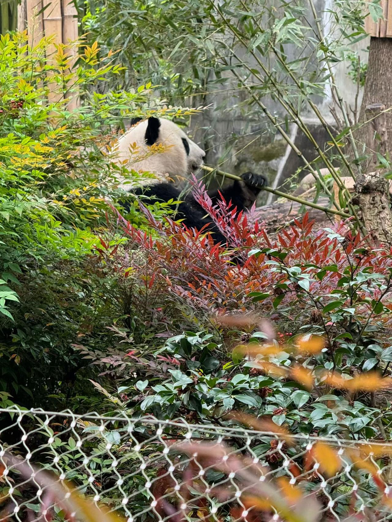 2. 被绿意包裹的小确幸！偶遇这只专注干饭的熊猫，啃竹的样子憨态可掬。生活就该像