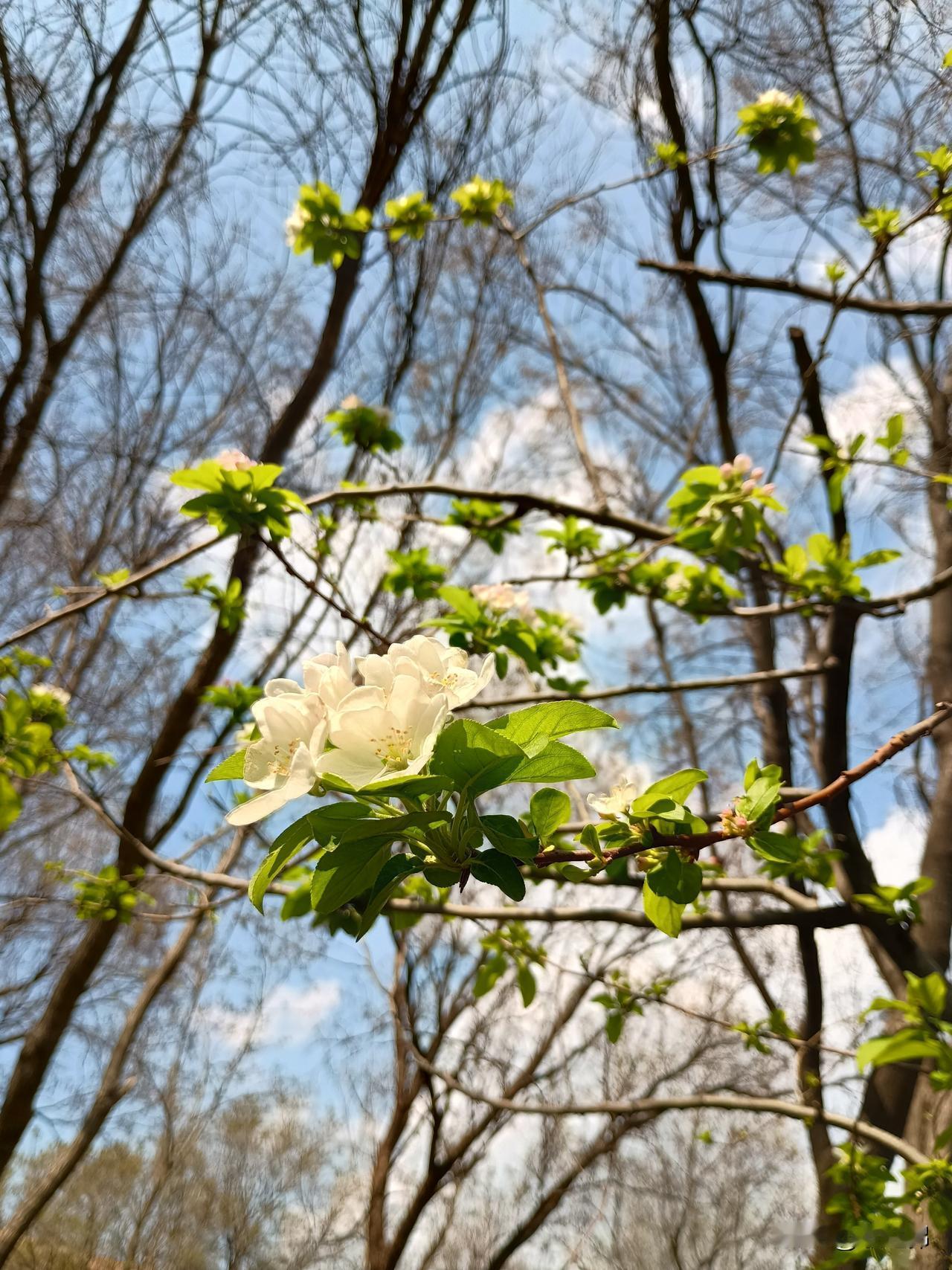 春季和秋季！
上联：烟云轻绘远山青；念姐邀对 
烟云轻绘远山青
雾霭淡抹近水红
