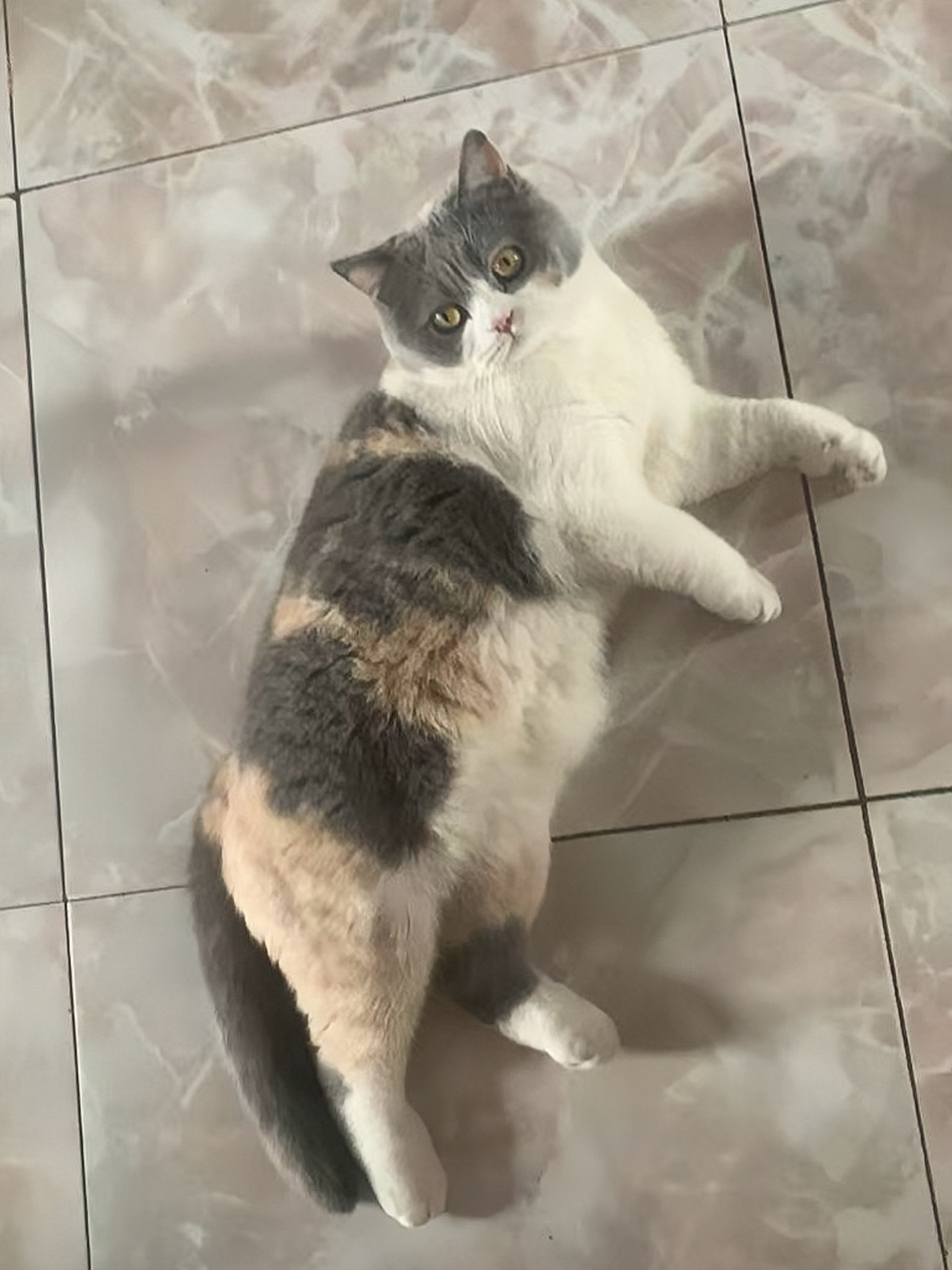 猫儿这个肥美 ​​​