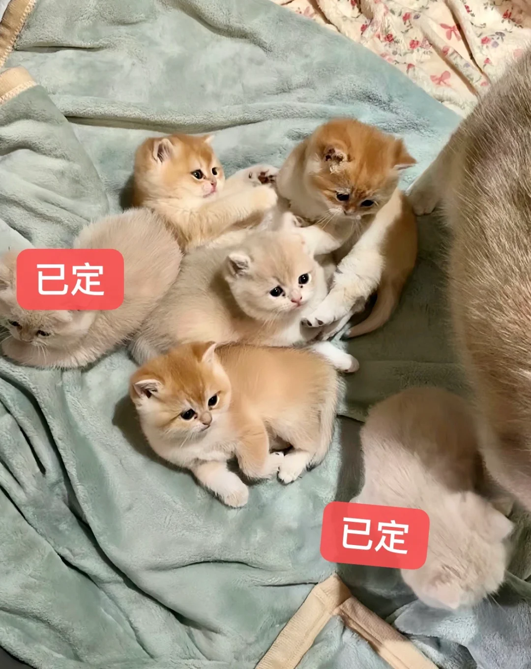 🇭🇰HK一窩藍金金影BB💛搵屋企啦～