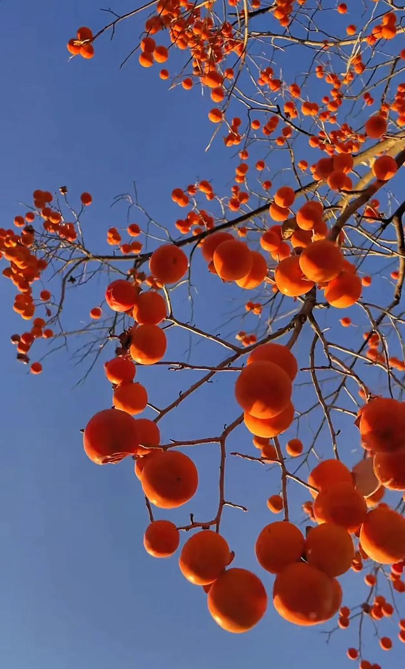 上联：岁岁春相似，诚邀下联年年秋不同
