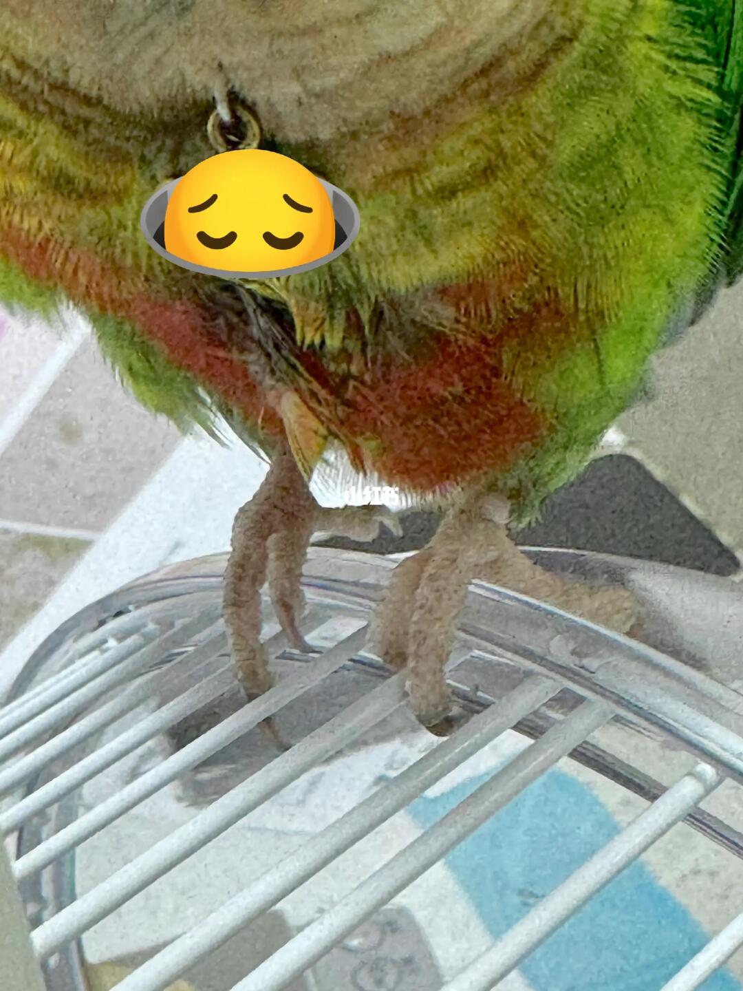 谁来看看这个鸟为什么脚掌发白？