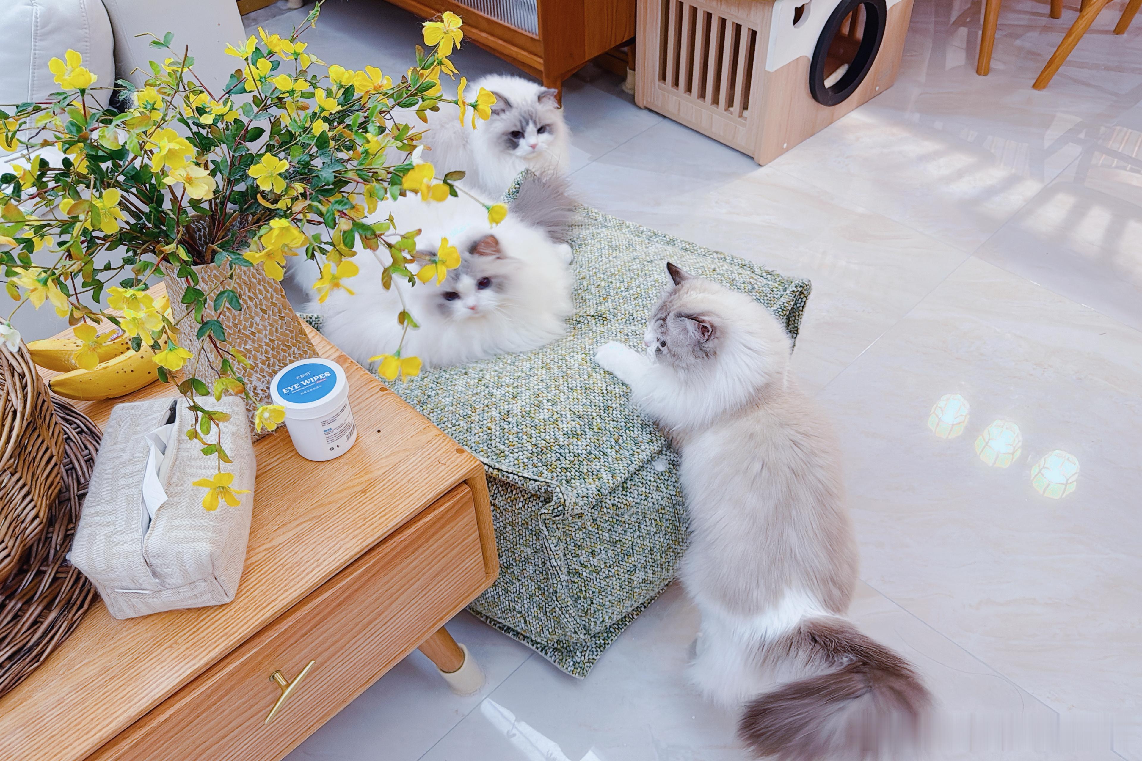 糕：想坐墩墩，但排队的每一只猫都比我大[捂嘴哭] ​​​
