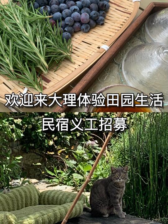 大理小院儿义工招募｜田园生活体验