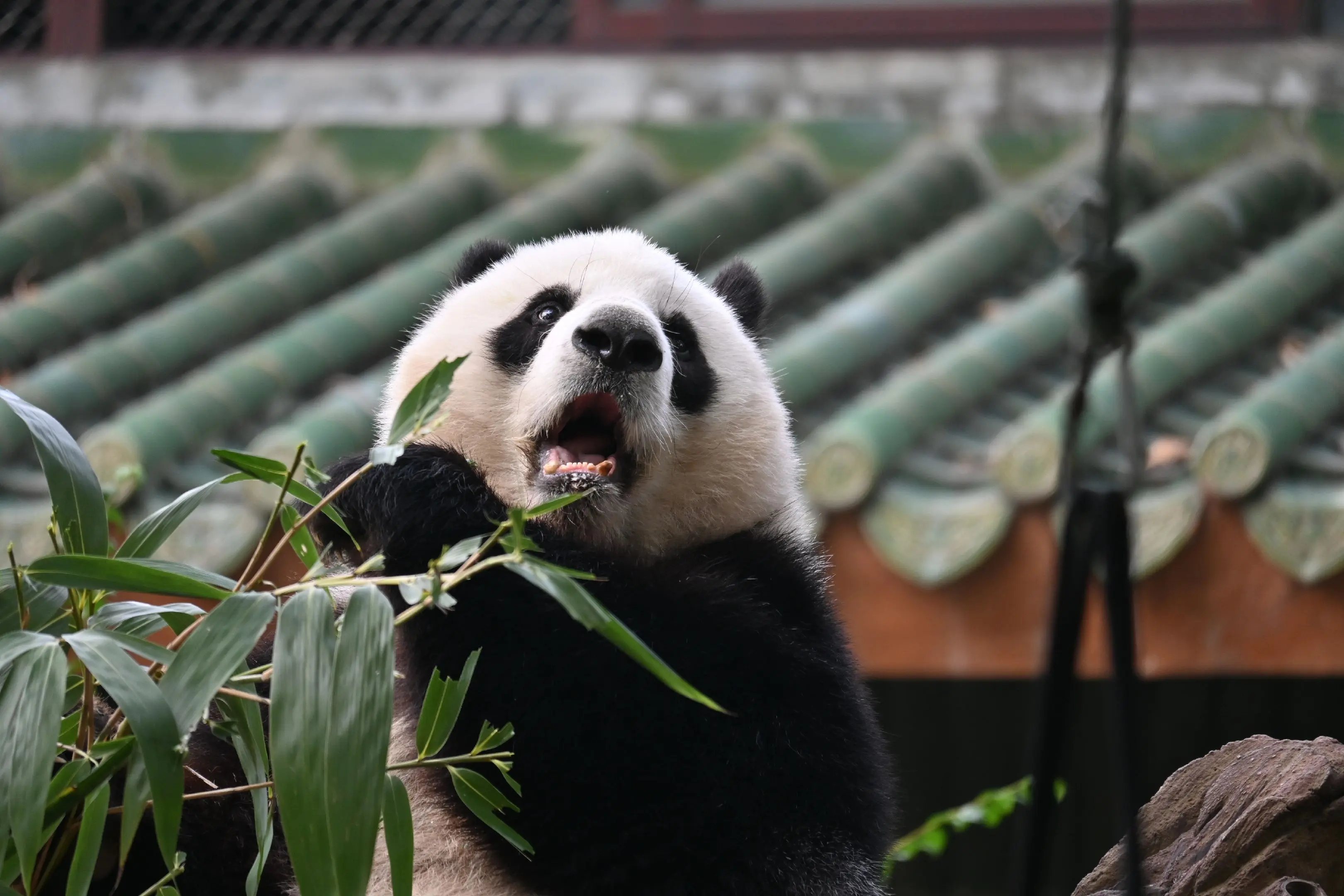 23vs25年拍的雅一，有看出区别吗？图1-7 23年，图8-14 25年。