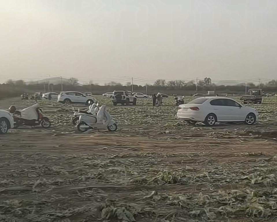 你的一句白菜免费，让人家一年辛苦的白费！
事情的经过是有人在网上发所谓白菜免费的