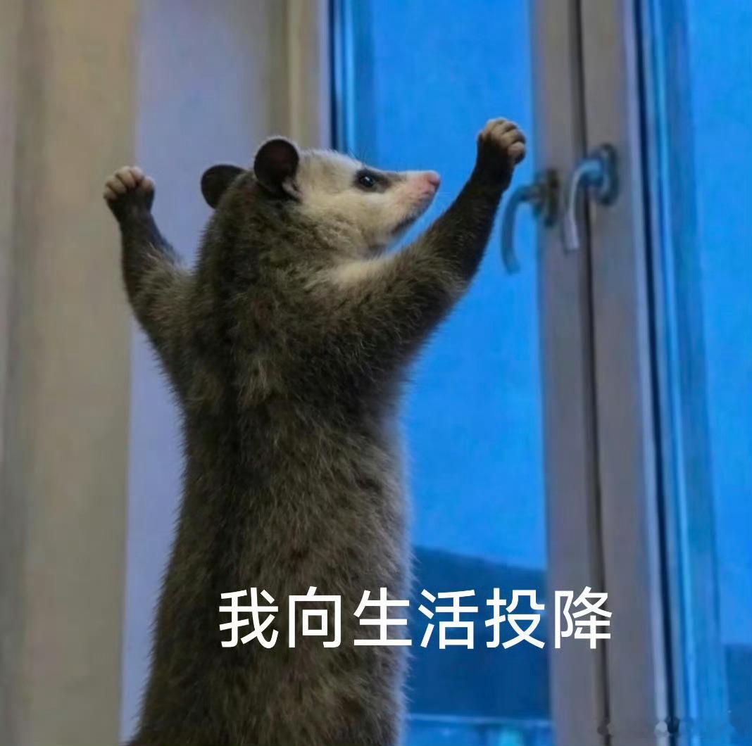 计划赶不上变化直播又得延后了 