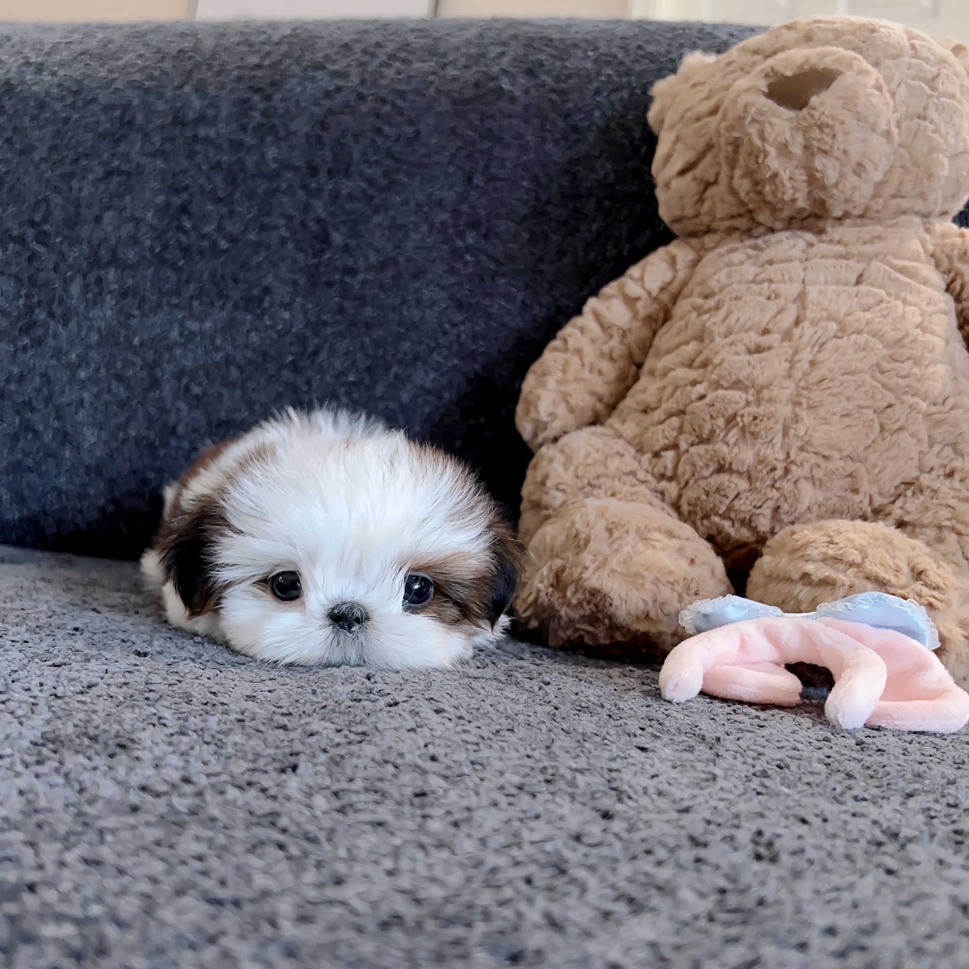 小宝贝要睡觉咯💤。#西施犬 # ​​​