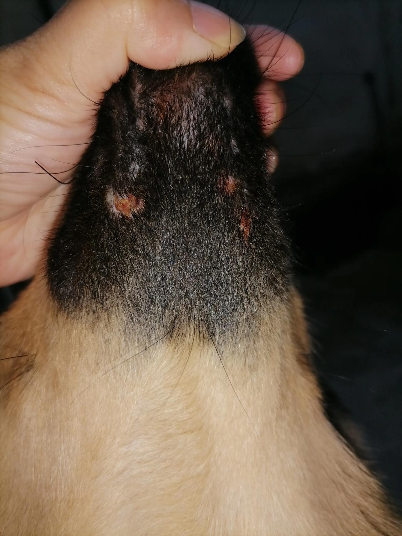 狗子淘气，跟蛇打架，幸好是无毒蛇，否则这会该在旺星球玩耍了[笑哭]