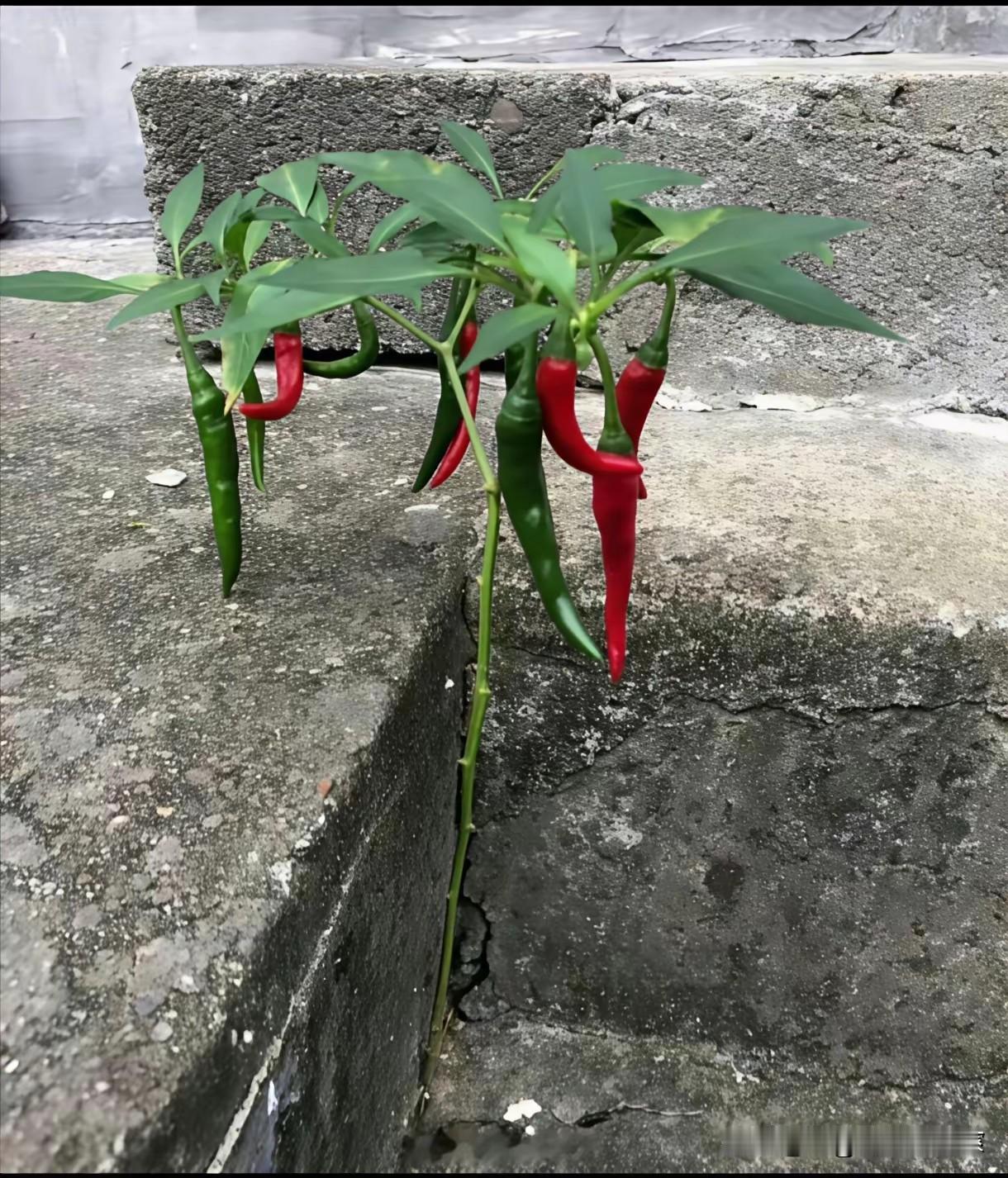 聊聊你了解的工程承包里的那些坑现在很多国Y企中标的项目，其实大家一定要留心观察，