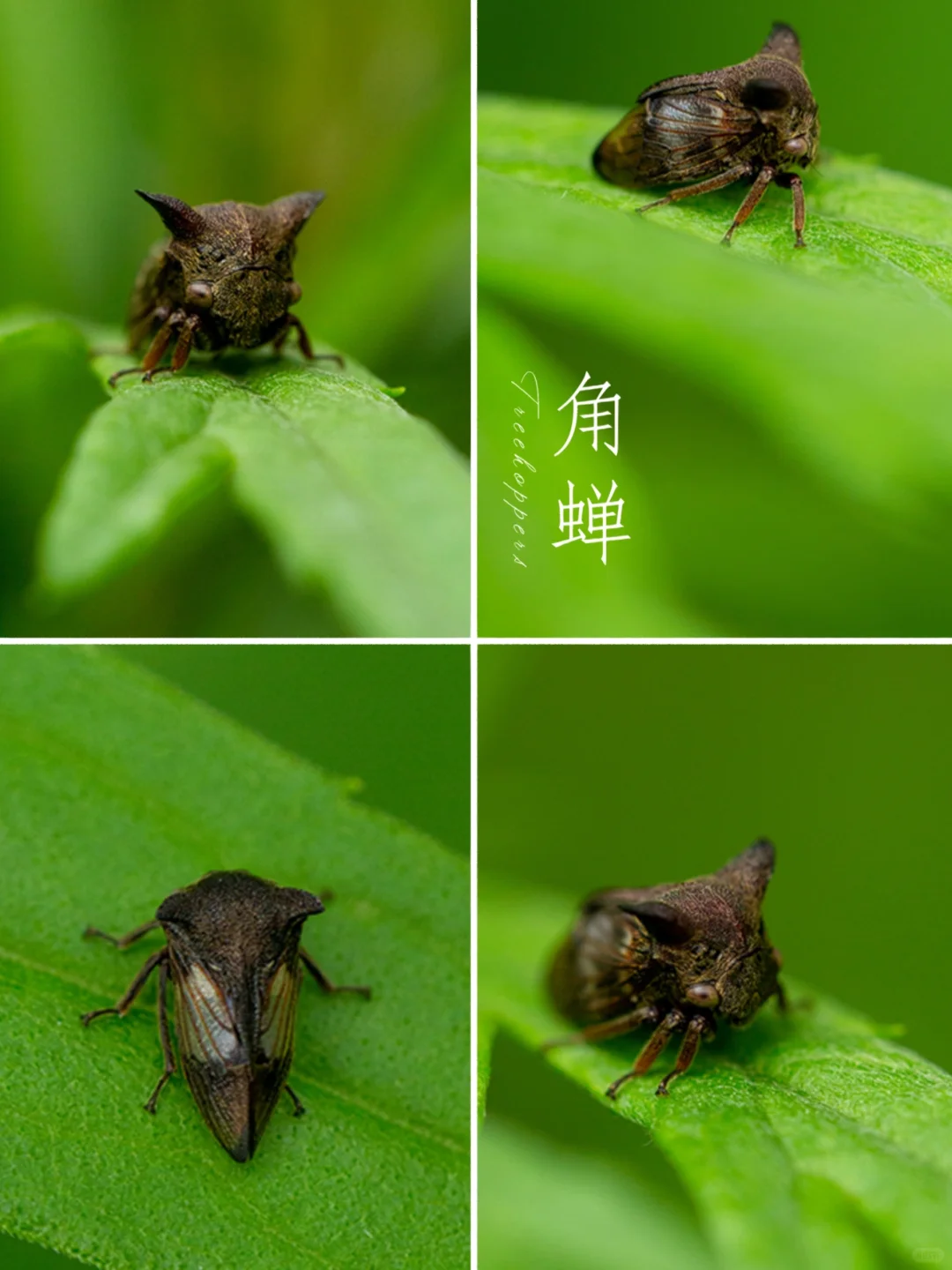 长相很“牛”的昆虫|角蝉