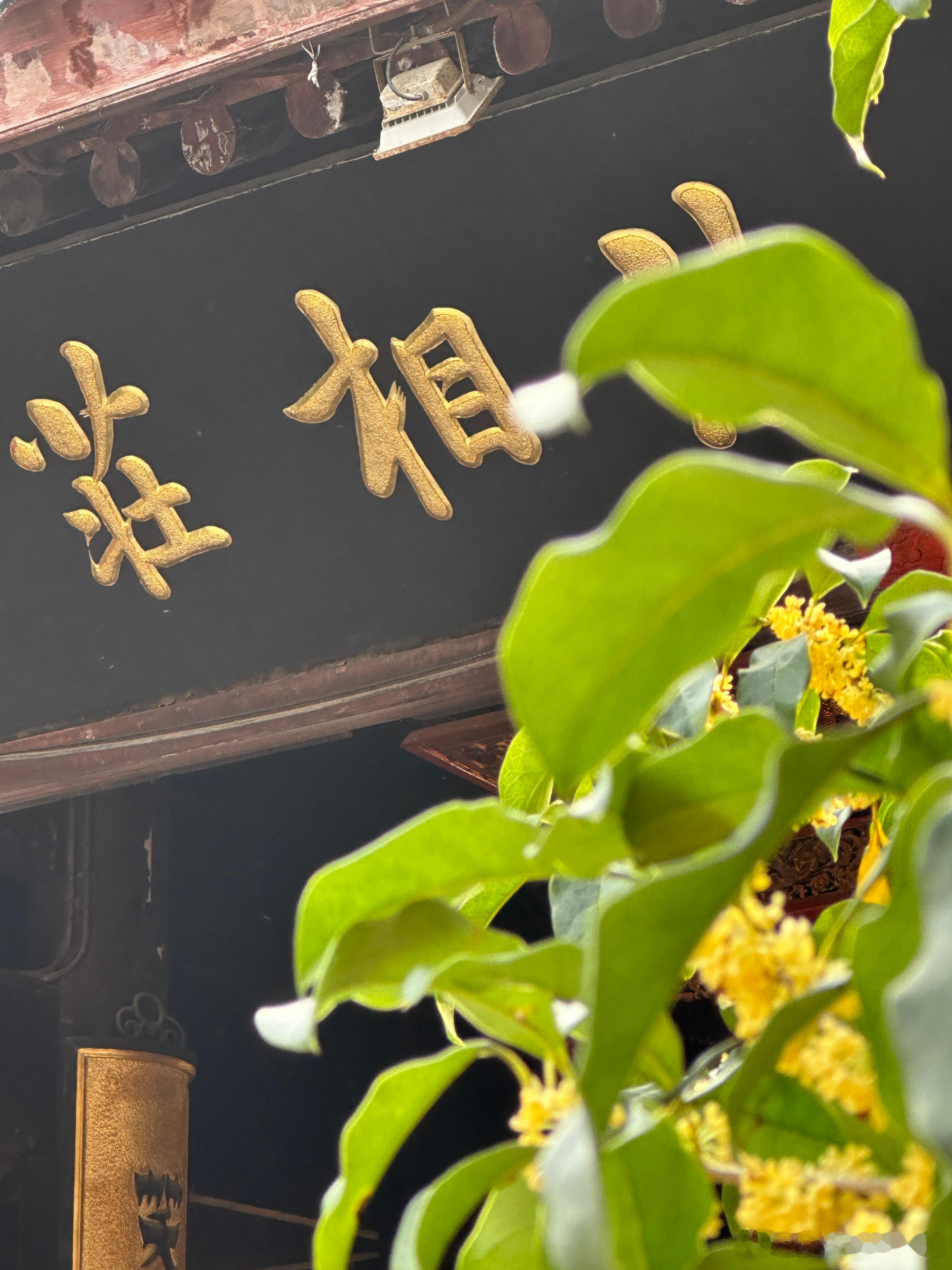 古寺的屋檐下，金桂悄悄绽放，细碎的花影落在红漆的匾额上。微风拂过，香气混着香火，