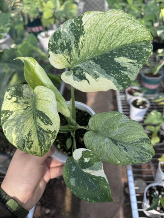 三色mint，洒金龟背竹和白薄荷的完美结合