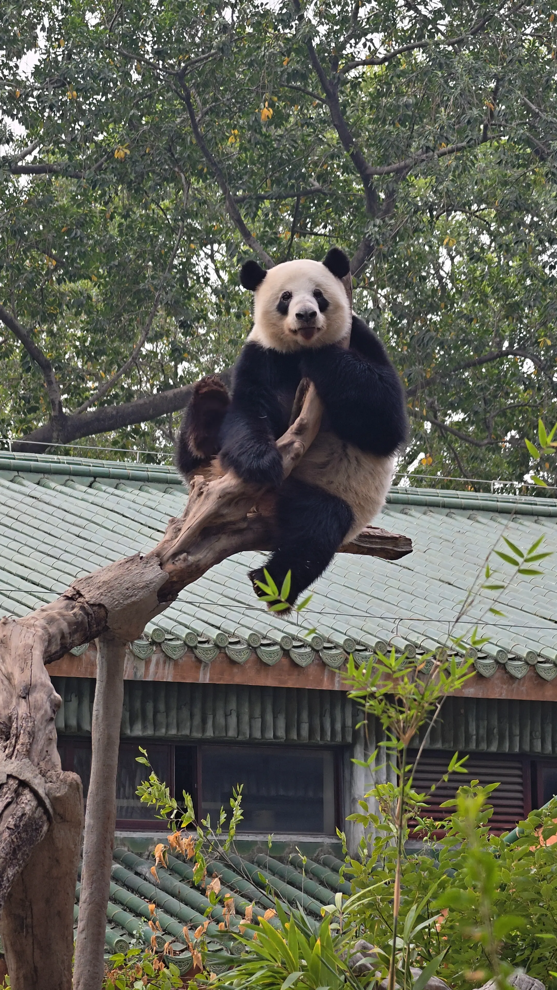 星一:等我企高d，睇下边个未交租！