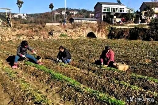 很多人担心土地一流转，农村就没了，其实真不是这么回事。
土地流转只是把经营权集中
