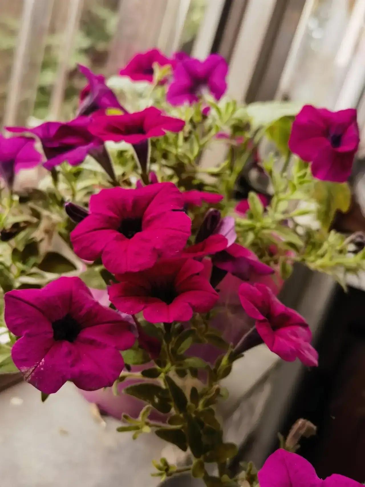 关于“带娃费”的沟通建议

63岁的姐姐被儿子儿媳邀请去深圳帮忙带孩子，她提出每