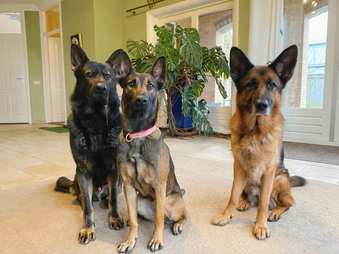 都说骗人的是小狗，但是