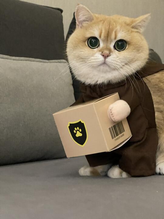 你的猫咪快递员已经送货上门📦