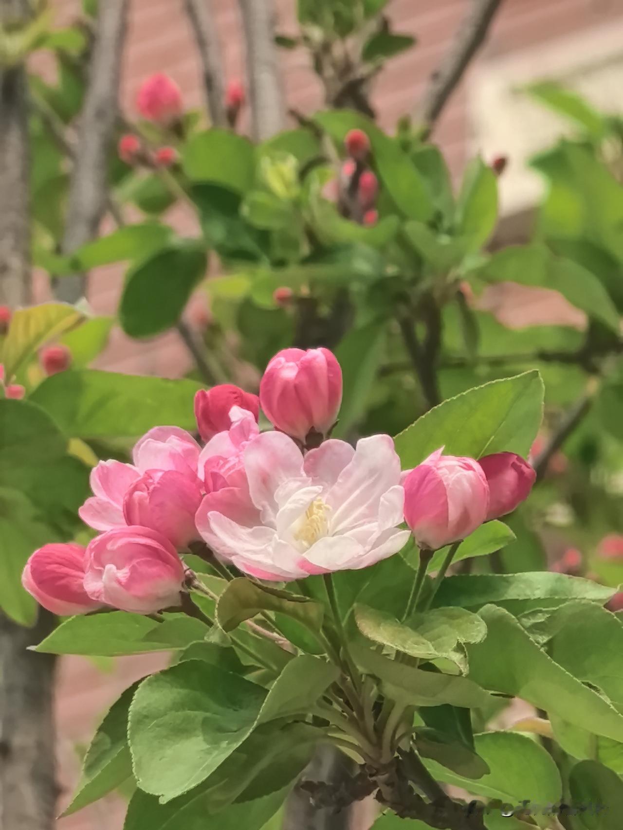 《以日为鉴》以日本泡沫破裂后失落三十年的经历为借鉴，对照当下社会：经济增速放缓、