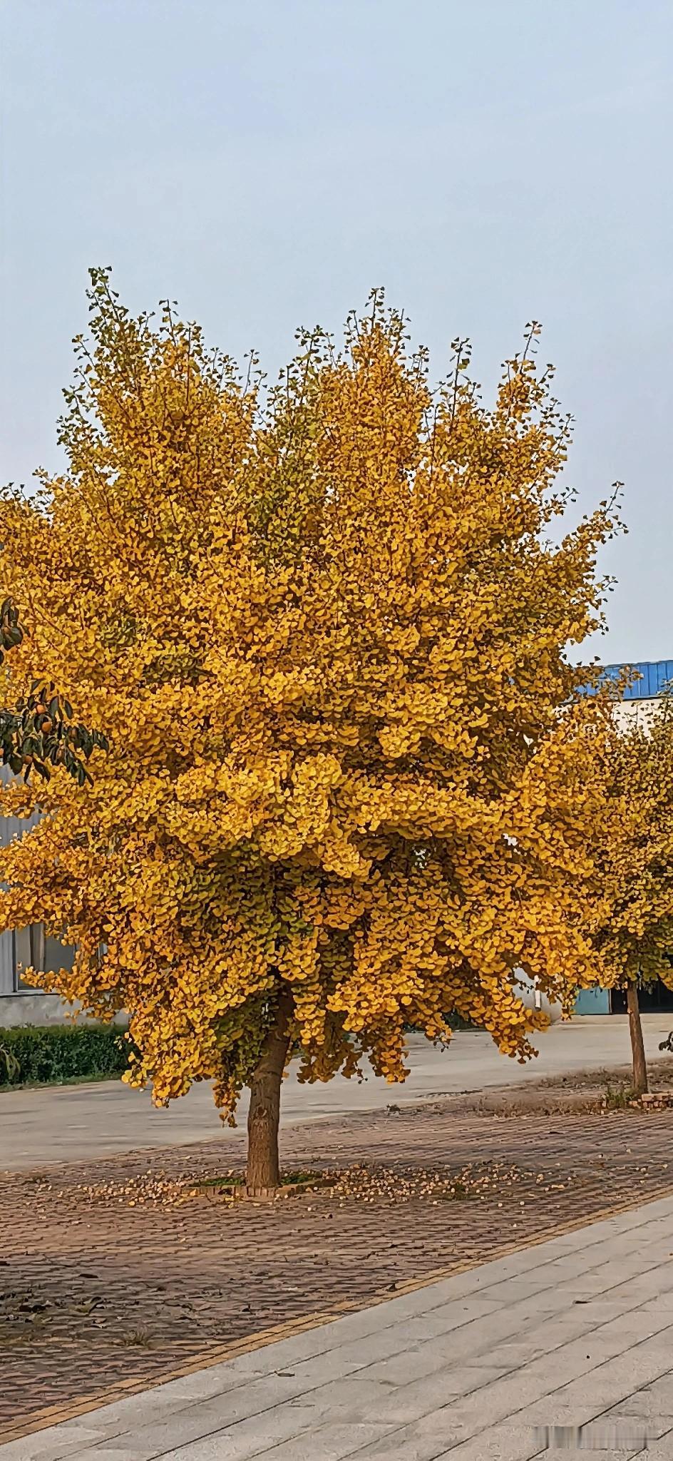 分享我这周有趣的事：这周是十一月的第一周，新的开始也有新的动力，